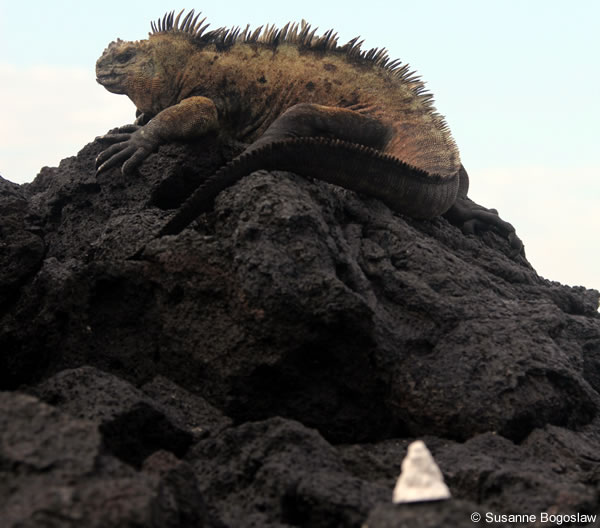 Visitor-Ausstellung und Meeting in Friedrichshafenl (DE)