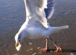 Langeoog-Aktion